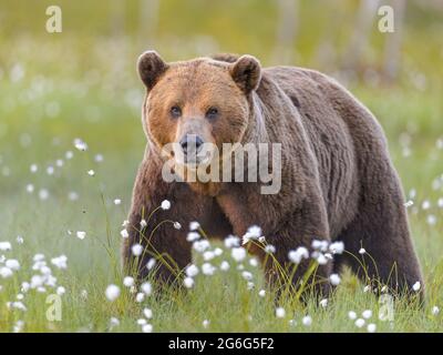 European brown bear (Ursus arctos arctos), standing in a blooming meadow, looking toward camera, Finland, Suomussalmi Stock Photo
