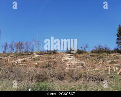 Norway spruce (Picea abies), stacked spruce wood in rows on a mountainside, Germany Stock Photo