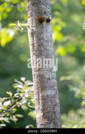 grey alder, hoary alder, speckled alder (Alnus incana), trunk, bark, Austria, Hohe Tauern National Park Stock Photo