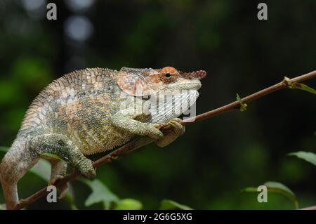 Short-horned chameleon (Calumma brevicorne), on a twig, Madagascar Stock Photo