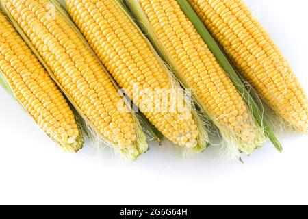 Yellow fresh raw corn plant on white background, top view, copy space, food concept. Stock Photo