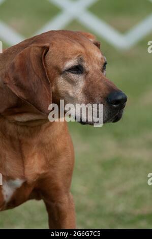 RHODESIAN RIDGEBACK DOG AT A DOG SHOW Stock Photo - Alamy