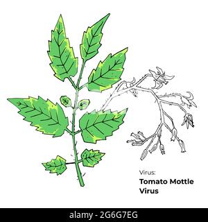 Symptoms of Tomato Mottle Virus vector illustration, hosts and appearance. Vegetable crops diseases illustration. Hand drawn colored tomato virus isol Stock Vector