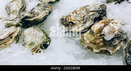 Fresh oysters on the counter in the store. Stock Photo