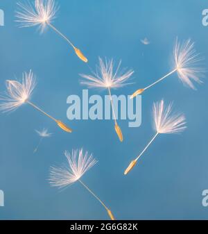 Dandelion seeds in the wind. Stock Photo