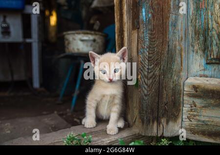 Ginger kitten sits in the barn doorway. The cat looks out of the old utility room near the wooden door. Lovely little domestic cat kitten. Stock Photo