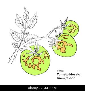 Symptoms of Tomato Mosaic Virus, ToMV vector illustration, hosts and appearance. Vegetable crops diseases illustration. Hand drawn colored tomato viru Stock Vector