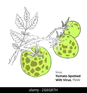 Symptoms of Tomato Spotted Wilt Virus, TSIW vector illustration, hosts and appearance. Vegetable crops diseases illustration. Hand drawn colored tomat Stock Vector