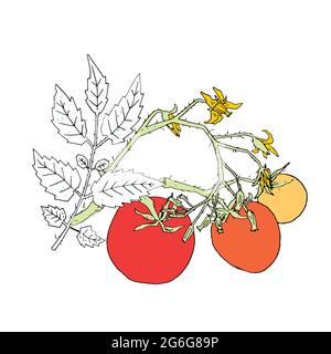 Parts of tomato bush with leaves, flowers and fruits on stem in different ripening stages vector illustration. Hand drawn colored tomato plant on grad Stock Vector