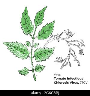 Symptoms of Tomato Infectious Chlorosis Virus, 7TCV vector illustration, hosts and appearance. Vegetable crops diseases illustration. Hand drawn color Stock Vector