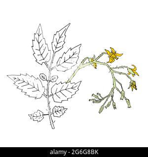 Parts of tomato bush with leaves and flowers on stem in different bloom stages vector illustration. Hand drawn colored tomato plant on gradient backgr Stock Vector