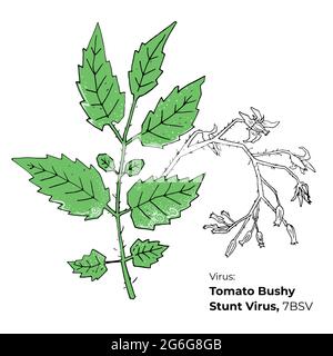 Symptoms of Tomato Bushy Stunt Virus vector illustration, hosts and appearance. Vegetable crops diseases illustration. Hand drawn colored tomato virus Stock Vector