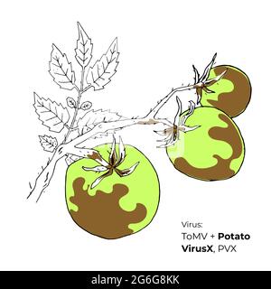 Symptoms of Tomato Mosaic Virus with Potato VirusX vector illustration, hosts and appearance. Vegetable crops diseases illustration. Hand drawn colore Stock Vector