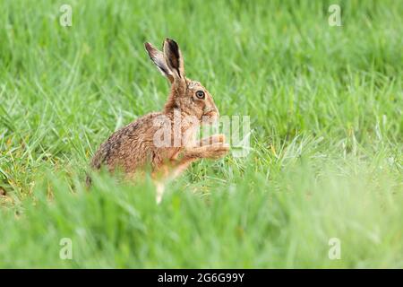 Beautiful Wild Hare In Norfolk UK Early Morning Seen Close Up And In High Detail Wet Grass