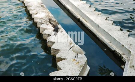 Heron and monitor lizard bask in the sun by the water on a concrete parapet. Wild animals in the city. Stock Photo