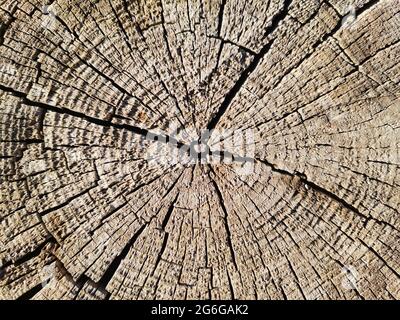 Tree stump. Patterns on the tree stump. Background Stock Photo