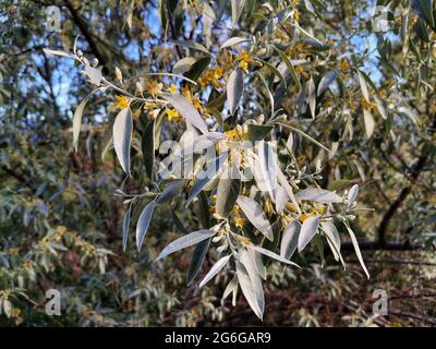 Elaeagnus tree, flower and leaf. Elaeagnus trees in the garden. Stock Photo