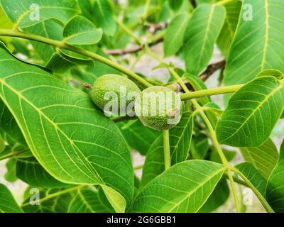 Walnuts on the tree branch. Walnut tree and walnut leaves. Stock Photo