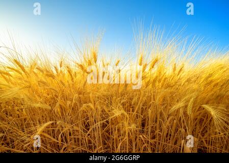 Golden field of barley against blue sky, harvest natural background Stock Photo
