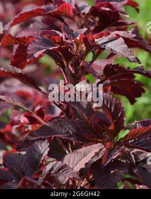 red Vegetable amaranth in a Field Stock Photo