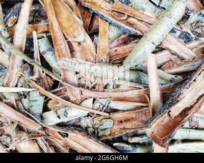 Tree bark. Bark from trees. Shells to be burned. Stock Photo