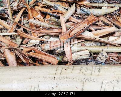Tree bark. Bark from trees. Shells to be burned. Stock Photo