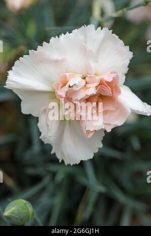 White and pink garden pink, Dianthus plumarius variety Devon Cream, flower where the usual yellow colour has mostly faded with a background of blurred Stock Photo