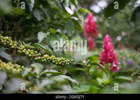 Coffee green beans on a branch at coffee tree plantation with floral leaves bacground. Fresh green juicy berries of coffee at organic farm in Colombia Stock Photo