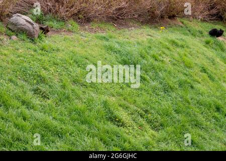 Two cats on the edge of the lawn is closely watching themselves Stock Photo
