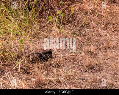 Kitten hiding in the grass Stock Photo