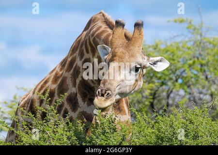 Giraffe portrait, Giraffa camelopardalis, eating on thornbush. Etosha National Park, Namibia, Africa Stock Photo