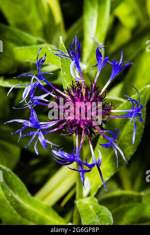Close-up of a blue Cornflower (Centaurea montana) in a north London spring garden, London, UK Stock Photo