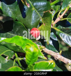 Fresh ripening coffee bean cherry, coffee tree fruit on a plantation in Costa Rica, Central America Stock Photo