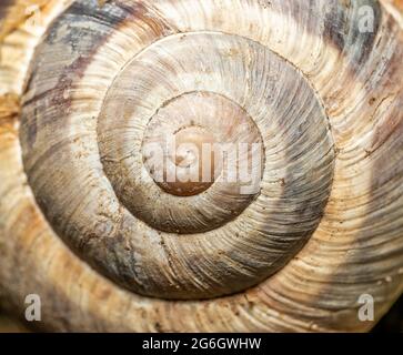 Pearl Color Shiny Spiral Seashell in the Corner of Sandy Tropical Beach  Surface and Sea or Ocean Waves on the Background Macro Stock Photo - Image  of macro, seascape: 196290968