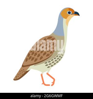 Grey francolin is a species of francolin. Francolinus pondicerianus. Cartoon, flat style character of ornithology, vector illustration isolated on Stock Vector