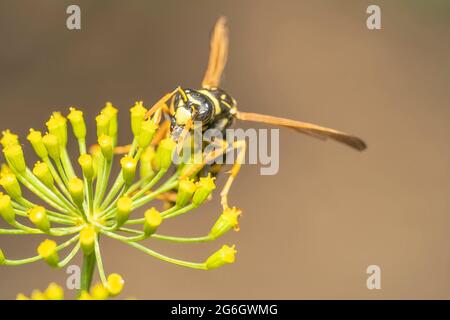 The wasp feeds on the milkweed flower Stock Photo