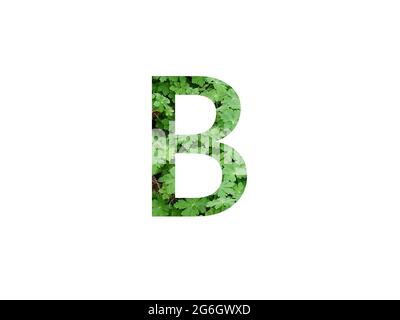 letter B of the alphabet made with green leaf of geranium plant, isolated on a white background Stock Photo