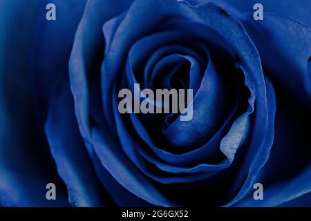 selective focus photo of gorgeous blue rose close-up Stock Photo