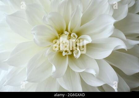 close up of white dahlia flower petals Stock Photo