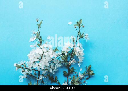 A branch of a blooming cherry or apple tree on a blue background. Concept springtime Stock Photo