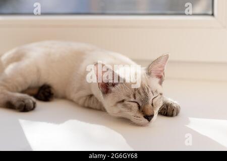 tabby little kitten sleeping on the windowsill Stock Photo