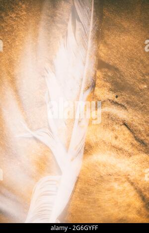 Ethereal Seagull feather on golden sand Stock Photo