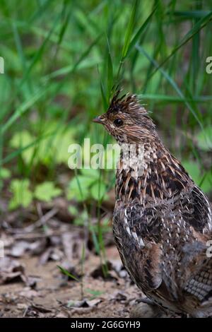 Portrait of a ruffed grouse, Bonasa umbellus, in the Adirondack Mountains, NY USA wilderness in late spring. Stock Photo