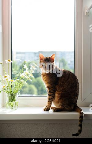 Bengal cat. Portrait of cute bengal kitty, resting on window sill, near bouquet of daisy flowers in glass jar. Amazing pet. Stock Photo