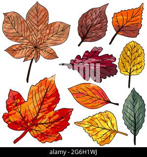Set of vector drawings. Collection of colorful autumn leaves isolated on a white background. Leaves with watercolor texture Stock Vector