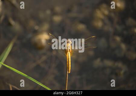 A vertical shot of a blue net-winged insect sitting on a leaf Stock Photo