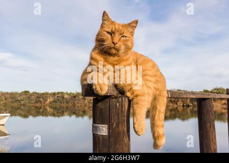Orange fluffy cat resting on river pier wooden rail - beautiful cat looking at camera Stock Photo