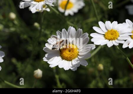 A honey bee gathers nectar from an oxeye daisy on a bright sunny day. Photographed in an English garden in the month of June Stock Photo