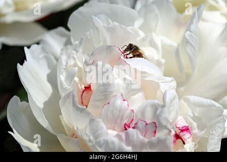 A honey bee struggles to climb out of the giant white ruffled bloom of a Paeonia (peony) Lactiflora (milk white flowers) 'Festiva Maxima'