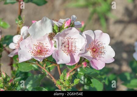 Ground cover rose in the botanical garden of Kiev. Stock Photo